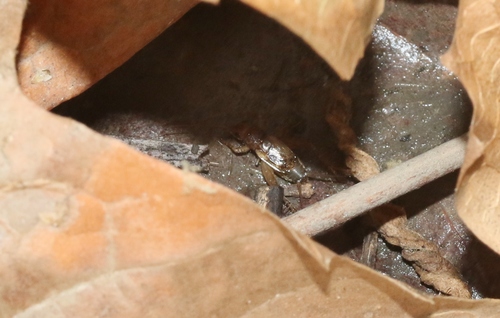 iNaturalist observation photo of Carolina Ground Cricket