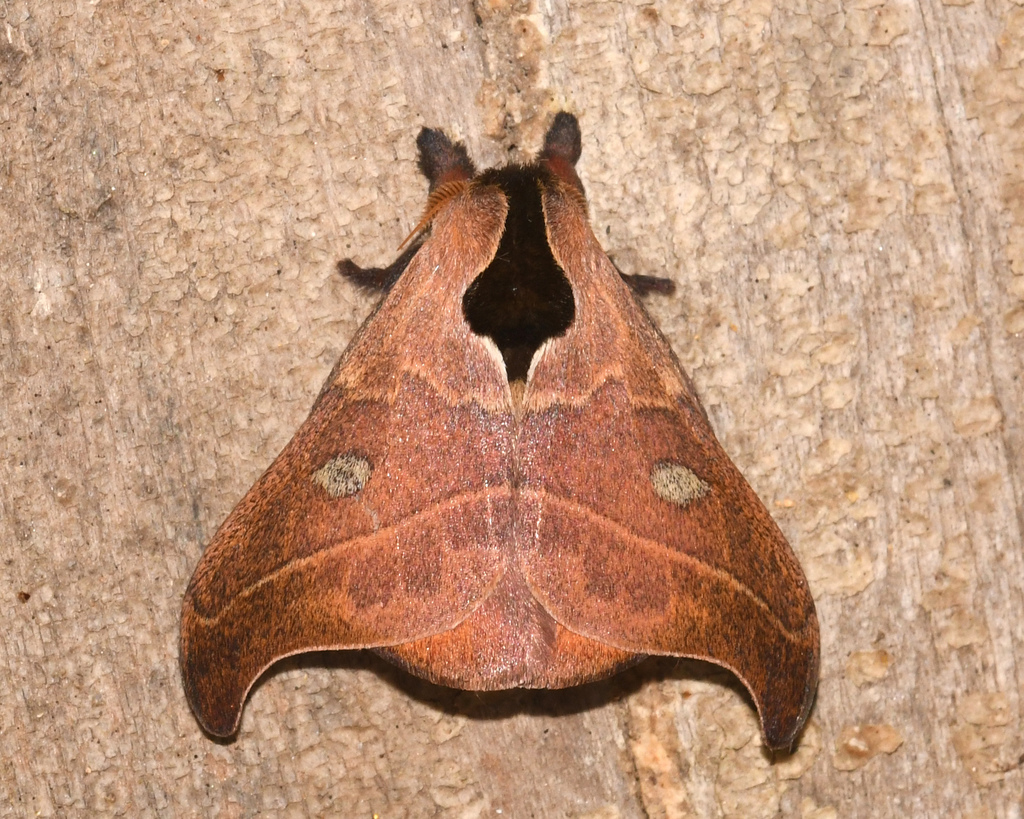 Hylesia nanus