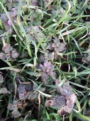 Lamium purpureum