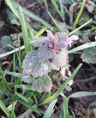 Lamium purpureum
