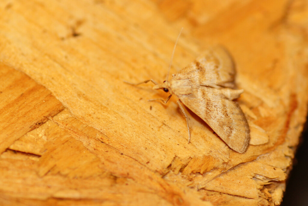 Metasia suppandalis