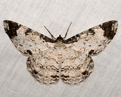 Epimecis diffundaria