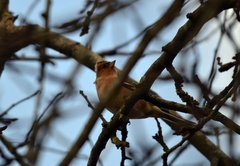 Fringilla coelebs
