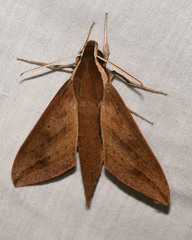 Xylophanes porioni