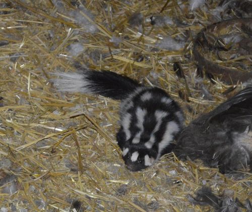 Western Spotted Skunk