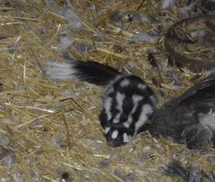 Western Spotted Skunk photo 5