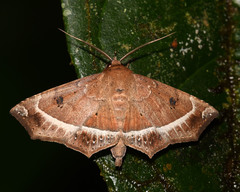 Ephyrodes