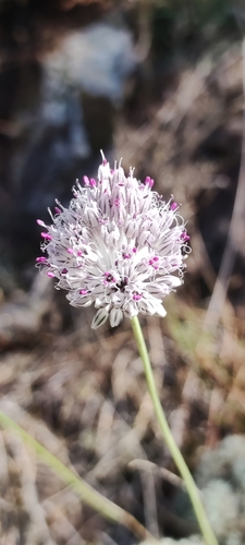 Image of Allium sardoum by (c) Jose Castro, some rights reserved (CC BY)