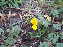 Ranunculus repens