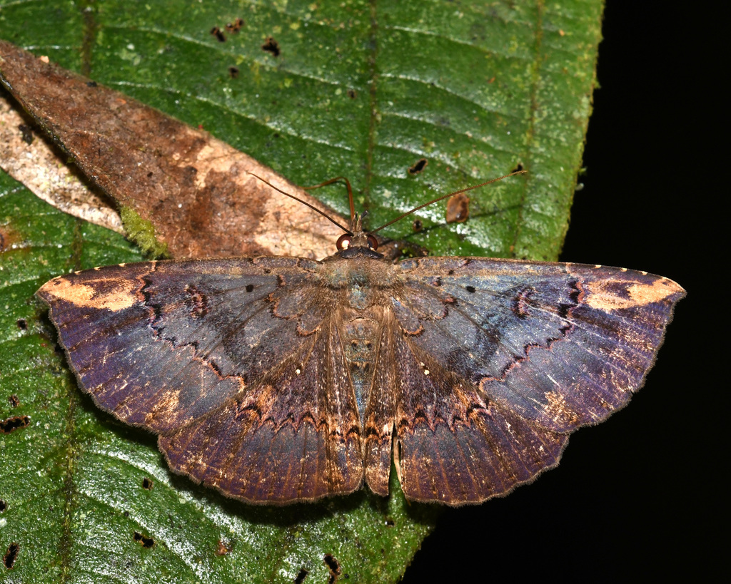 Phaeoblemma dares