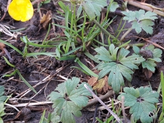 Ranunculus repens