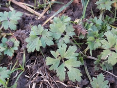 Ranunculus repens
