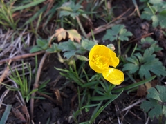 Ranunculus repens