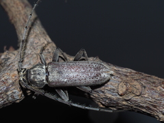 Stromatium longicorne