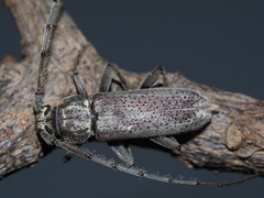 Stromatium longicorne