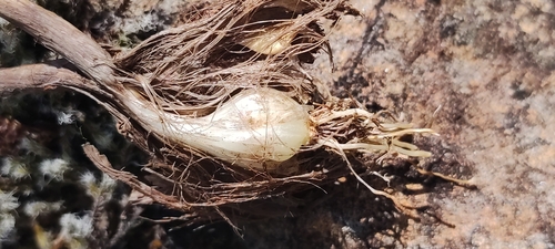 Image of Allium sardoum by (c) Jose Castro, some rights reserved (CC BY)
