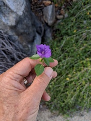 Ruellia californica peninsularis