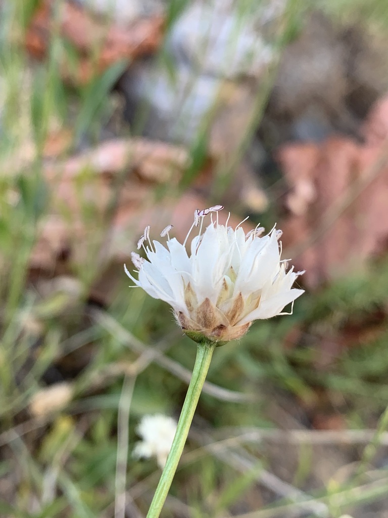 Cephalaria microcephala