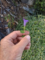 Ruellia californica peninsularis