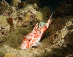 Parupeneus pleurostigma