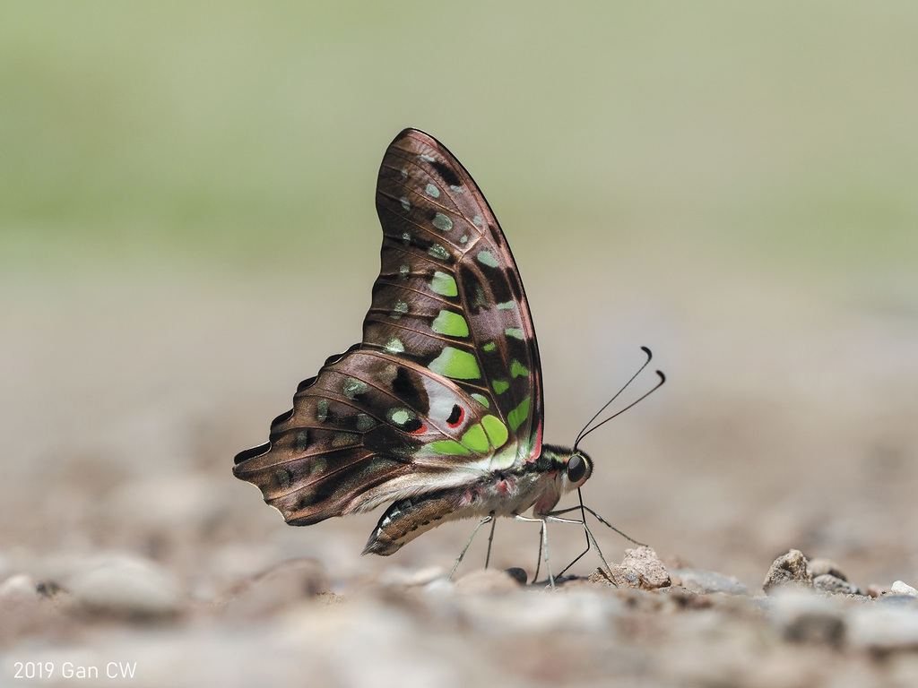 Tailed Jay (Field guide of Ovalekar Wadi Butterfly Garden ) · iNaturalist