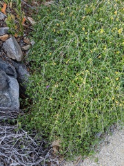 Ruellia californica peninsularis