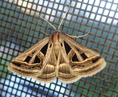 Callistege diagonalis