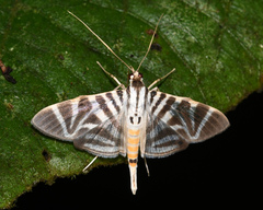 Spilomela perspicata