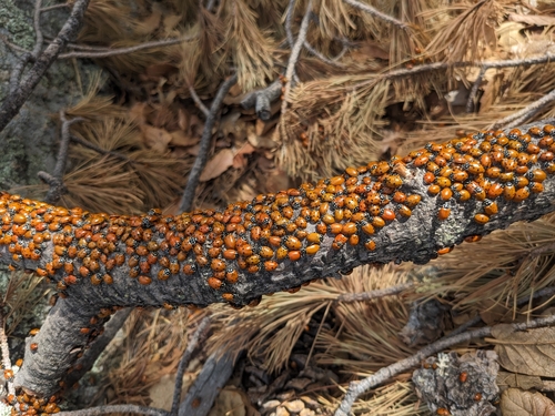 Convergent Lady Beetle photographed in Arizona