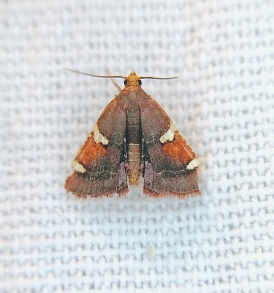 Pyralis cardinalis