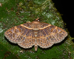 Antiblemma fuscireticulata