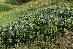 Brunnera sibirica