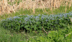 Brunnera sibirica
