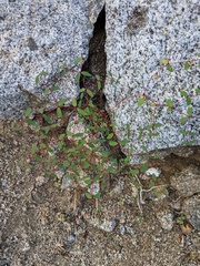 Euphorbia cerralvensis
