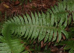 Cranfillia vulcanica