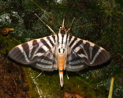 Spilomela perspicata