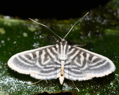 Spilomela