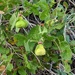 Cardiospermum tortuosum - Photo (c) Vince Scheidt, algunos derechos reservados (CC BY-NC), subido por Vince Scheidt