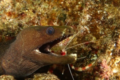 Gymnothorax undulatus