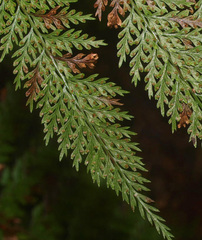 Leptolepia novae-zelandiae