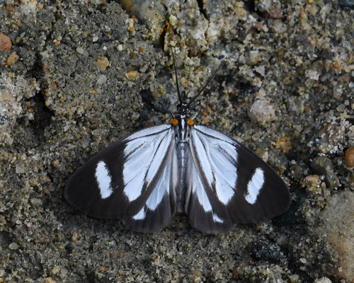 Euchontha frigida