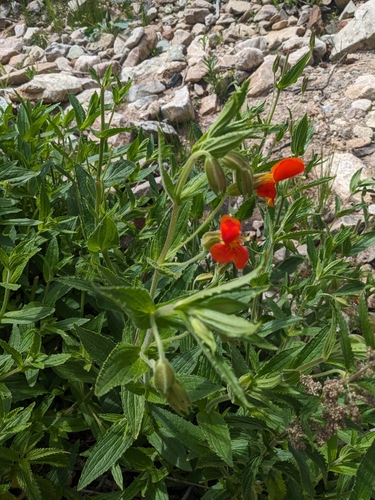 Erythranthe cinnabarina (Erythranthe cinnabarina)