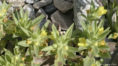 Mohavea breviflora