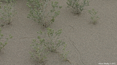 Cryptantha pterocarya