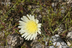 Malacothrix glabrata