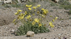 Enceliopsis covillei
