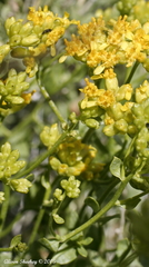 Amphipappus fremontii