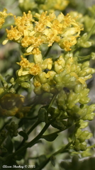 Amphipappus fremontii