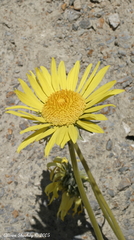 Enceliopsis covillei