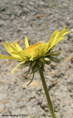 Enceliopsis covillei